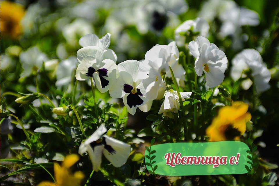 Цветница е! Честит празник!