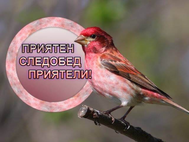 Приятен следобед приятели