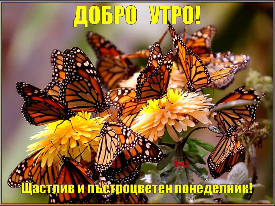 Щастлив и пъстроцветен понеделник